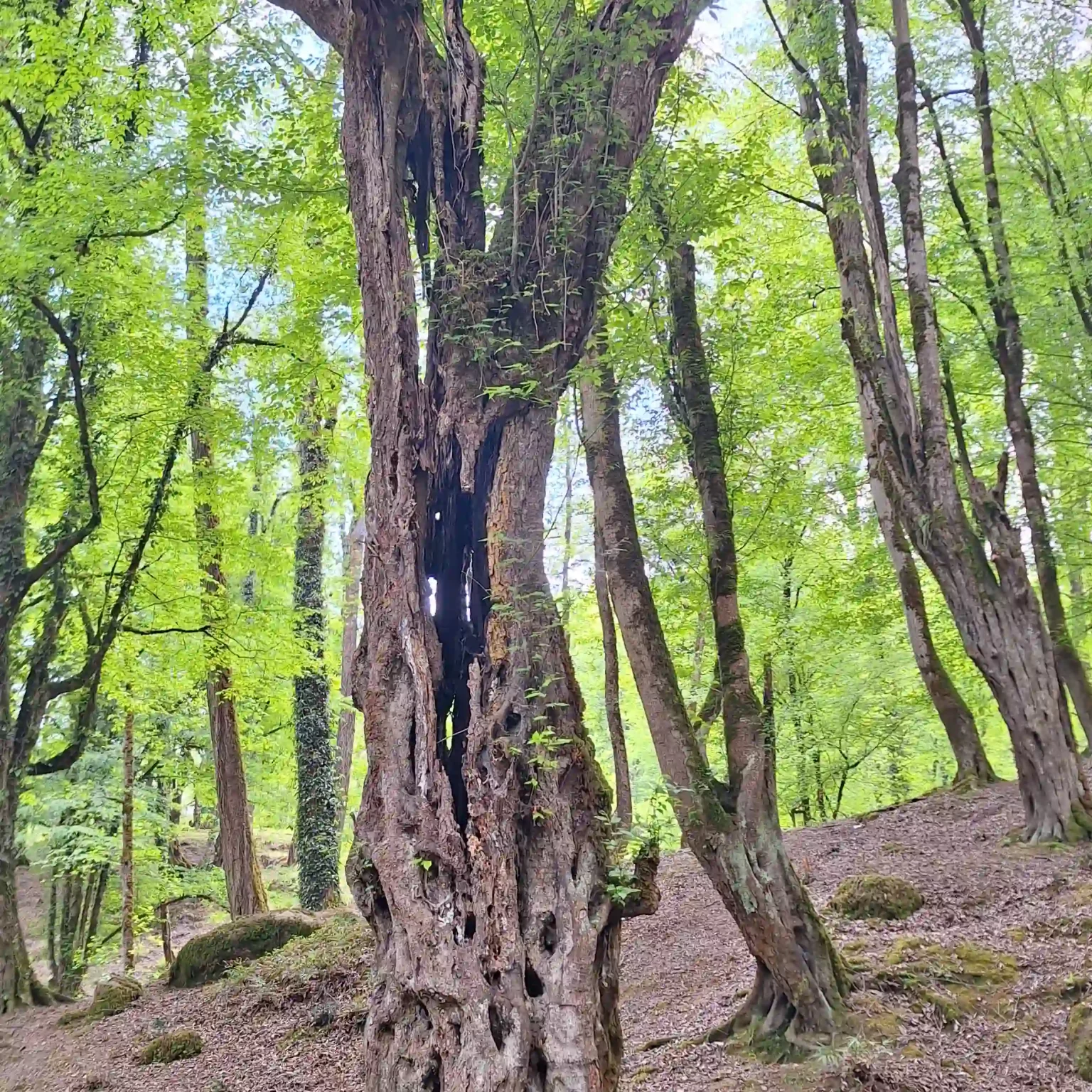 فضای جنگلی اقامتگاه یارا